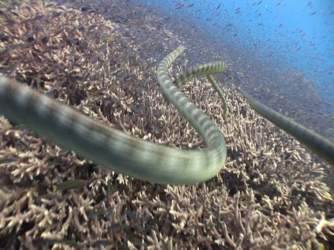 Olive Sea Snakes Stock Footage 98499245