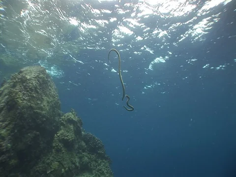 Olive Sea Snakes Stock Footage 98499290
