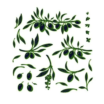 Olive set. Green fruit, branch isolated. Vector Illustrazione stock