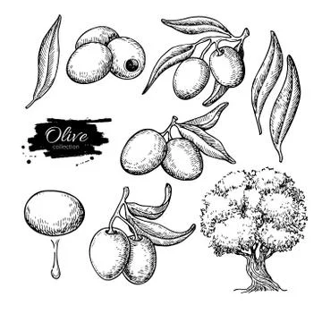 Olive set. Hand drawn vector illustration of branch with food, tree, oil drop Stock Illustration