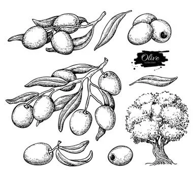 Olive set. Hand drawn vector illustration of branch with food, tree, oil drop Illustrazione stock