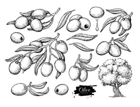 Olive set. Hand drawn vector illustration of branch with food, tree, oil drop Stock Illustration