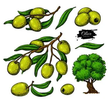 Olive set. Hand drawn vector illustration of branch with green food, tree, oil Illustrazione stock