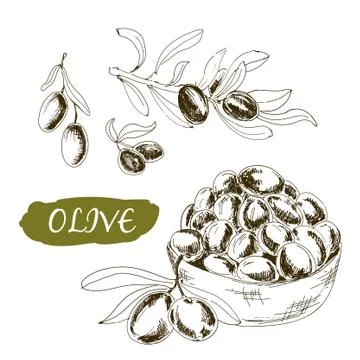 Olive. Set of illustrations Stock Illustration