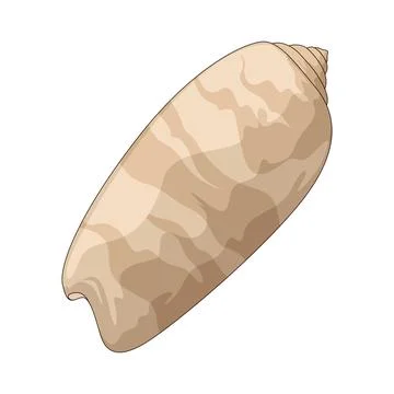 Olive shell illustration Stock Illustration