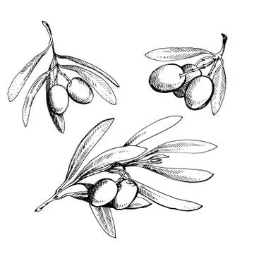 Olive sketch element collection. Olive branch is hand-drawn. Sketch of olive  Stock Illustration