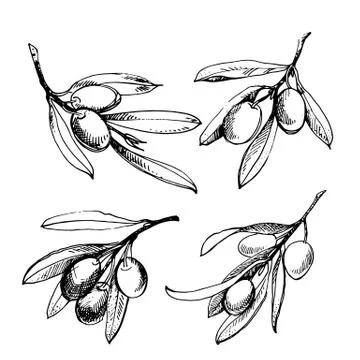 Olive sketch element collection. Olive branch is hand-drawn. Sketch of olive  Stock Illustration