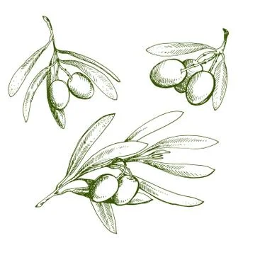 Olive sketch element collection. Olive branch is hand-drawn. Sketch of olive  Stock Illustration