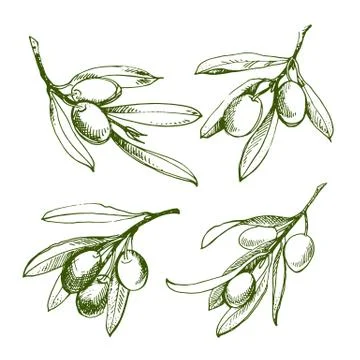 Olive sketch element collection. Olive branch is hand-drawn. Sketch of olive  Stock Illustration