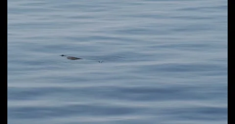 Olive snake eel twists and swims under surface film Video stock 327544956