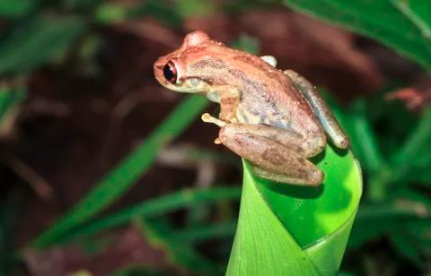 Olive-snouted treefrog on a leaf in Costa Rica Stock Photos