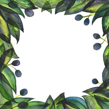 Olive square frame by hand drawn traced watercolor Stock Illustration