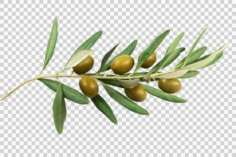 Olive stems Stock Photos