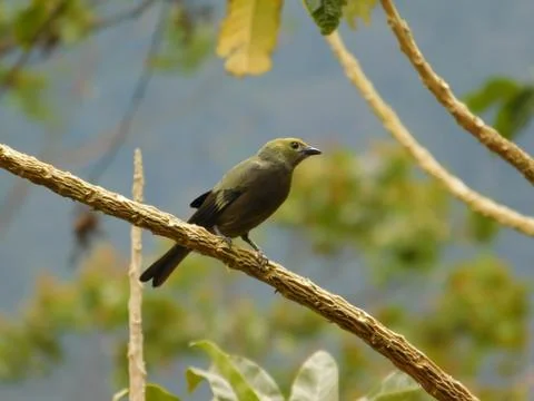 Olive Tanager Stock Photos