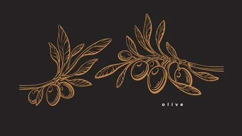 Olive template. Graphic branch, fruit, leaves Illustrazione stock