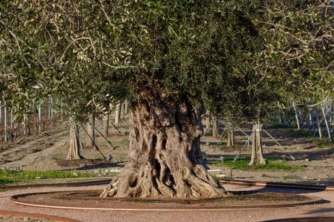 Olive thick tree growing in a Wine park in Crimea among trees and vineyard Stock Photos