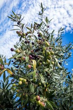 Olive three close-up view Stock Photos