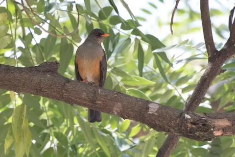 Olive thrush that sits on a tree branch in the shade of leaves on a hot Afric Stock Photos