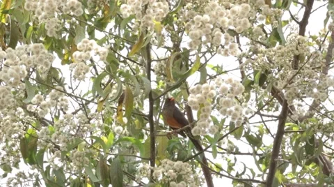 Olive Thrush on a tree Stock Footage 49068765