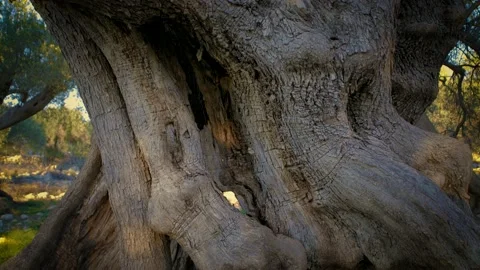An olive tree 1200 years old, up close Stock Footage 143179113