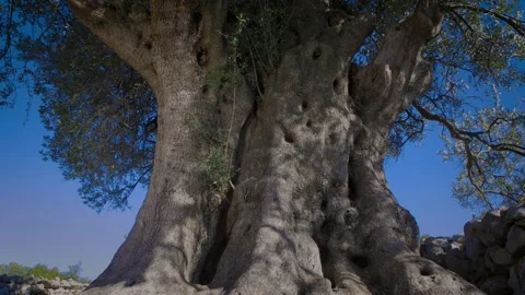 Olive tree 1600 years old Stock Footage 143180240