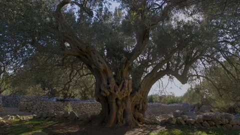 Olive tree 2000 years old Stock Footage 143562252