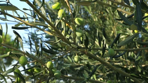 Olive tree 4 Stock Footage 54515208
