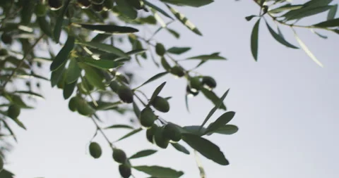 Olive tree 4K RED Komodo Stock Footage 235207989