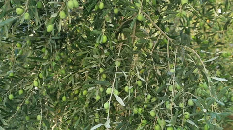 Olive tree 5 動画素材 54516012