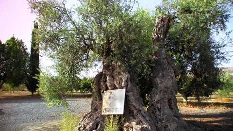 Olive tree is 650 years old. Stock-Footage 99251503