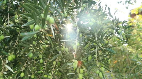 Olive tree 7 Stock Footage 54518206