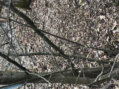 Olive tree after winter Stock Photos