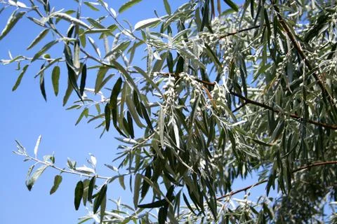 Olive tree against the sky. Stock Photos