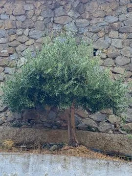 Olive Tree Against a Stone Wall Stock Photos