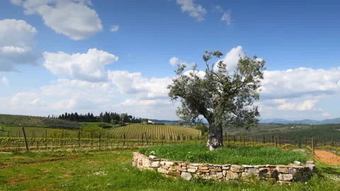 Olive tree amid young vineyards in the Chianti Classico region of Tuscany Stock Footage 187713231