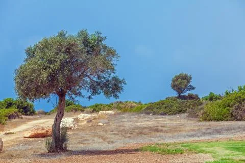 Olive Tree and Golf Field,  Paphos Stock Photos