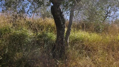 Olive tree and grasses 스톡 동영상 211820598