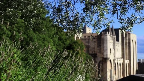 Olive tree and lavender in front of the palace with blue sky Stock Footage 82893023