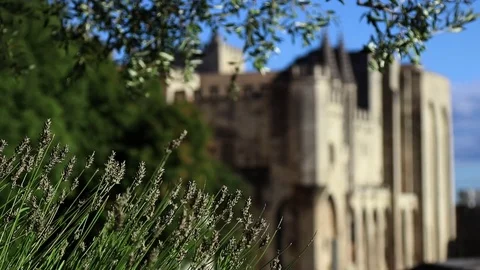 Olive tree and lavender in front of the palace with blue sky Stock Footage 82893088