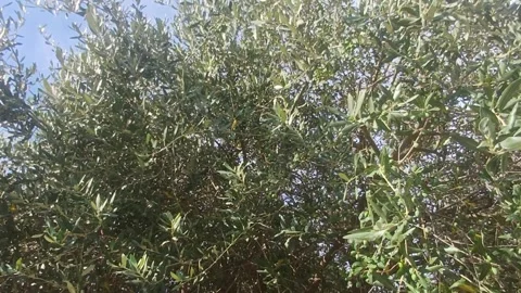 Olive tree and leaves, Marina di Carrara, Italy, 2 September 2026 Stock Footage 344440125