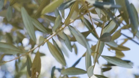 Olive tree and leaves middle east Stock Footage 125057733