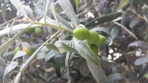 Olive tree and leaves video image Stock Footage 166341610