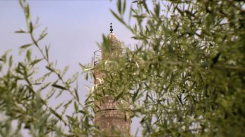 Olive Tree and a Mosque Tower 2 Stock Footage 10874599