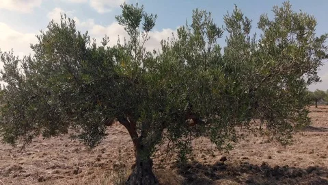 Olive tree and olive grove Stock Footage 100464350