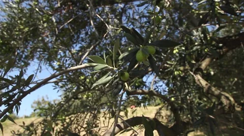 Olive tree and olives Stock-Footage 47992618