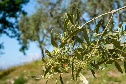 Olive tree and sprouts Stock Photos