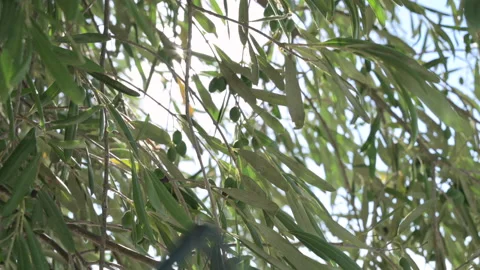 Olive tree and sun. Branches with olive berries in a sunbeam light. Glare and 스톡 동영상 231510704