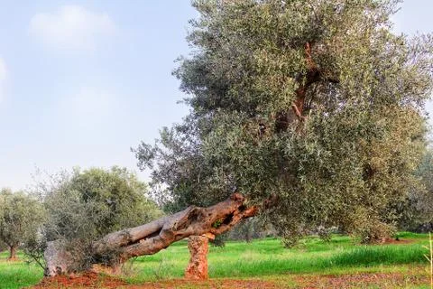 Olive tree in apulia countryside (Italy) Stock Photos