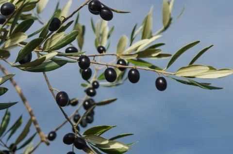 Olive tree in autumn Stock Photos