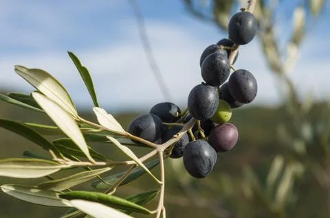 Olive tree in autumn Stock Photos